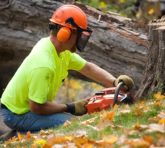 tree services Zanesville